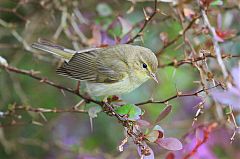 Common Chiffchaff